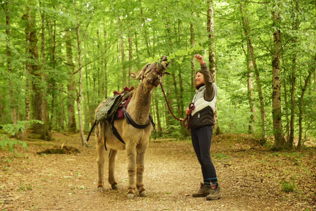 Balade avec un âne en forêt, tenu par une personne qui lui donne une branche à manger 