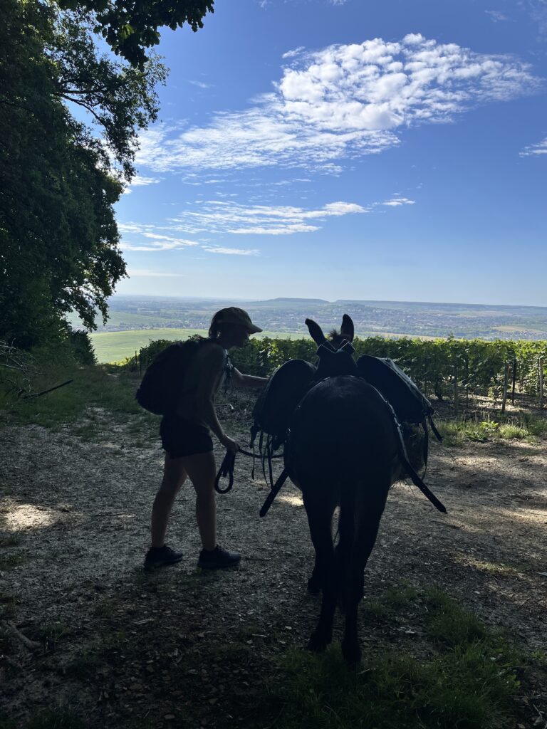 une shilouette d'un fille tenant un âne donnant vue sur sur les vignes 