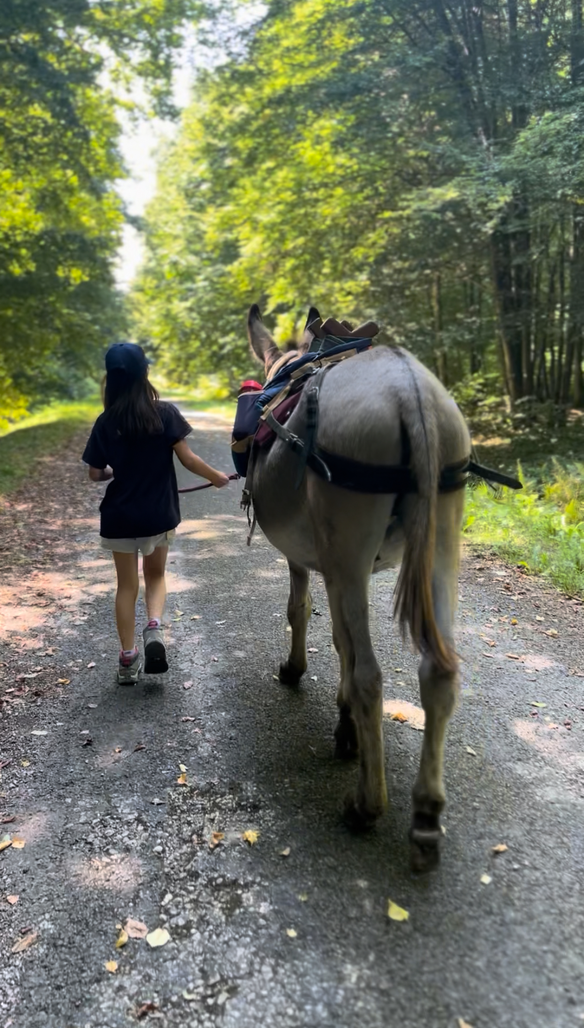une enfant marche a coté de Lasko, l'âne, vue de dos dans la foret 
