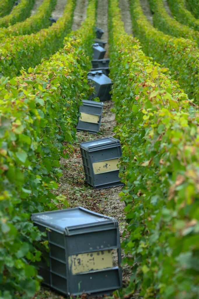 caisses de vendanges  dans une vigne 