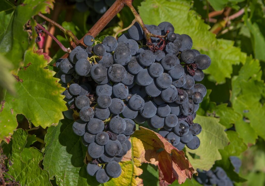 grappe de raisin pour les vendange en champagne 