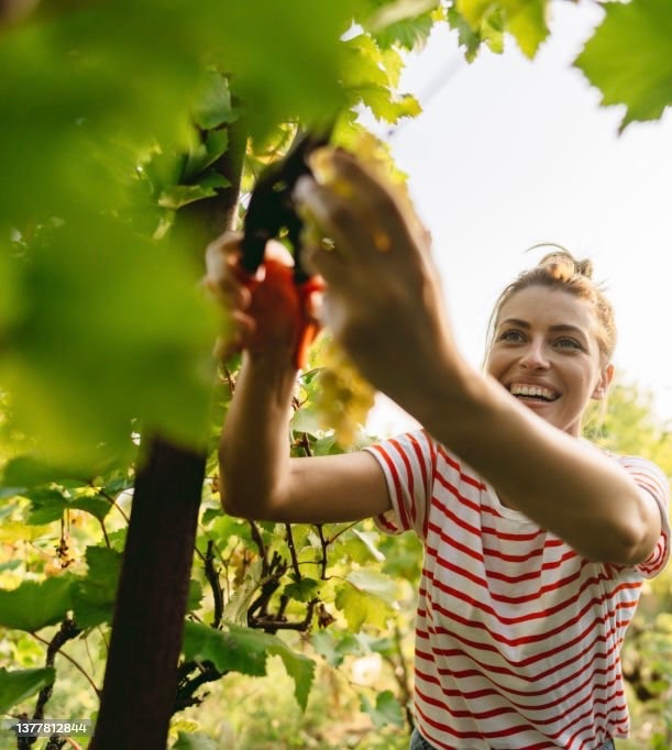 une personnes qui fait les vendanges en champagne 